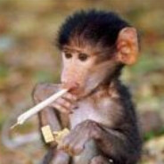 monkey masta