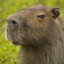 Periculos Capybara