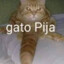 Gato pija