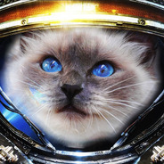 Chú chim sẻ tìm bướm