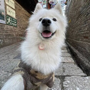 超白的麻辣兔
