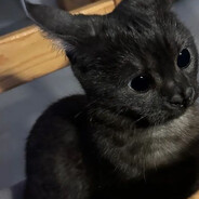 Stereo Love's Avatar