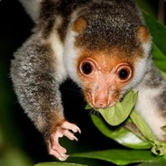 Cuscus's Avatar