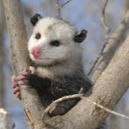 The Awesome Prince o' Possum