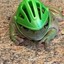 helmet frog