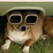 Bobiky dynksiarze.pl