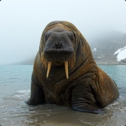 Морж