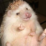 420.CLiTCommander