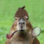 Crazy_Capybara