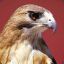 Hawk [NL]