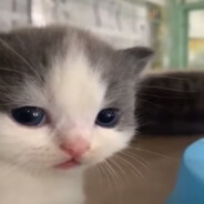 мне ♥♥♥♥♥ я тварь
