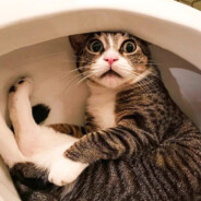 ToiletCat@bandit