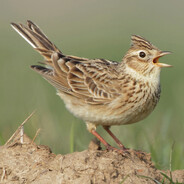 skylark