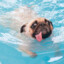 water dog