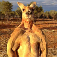 Roger the kangaroo