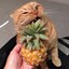 pineapple cat
