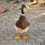 Duckasaurus
