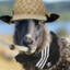 ArabicSheep