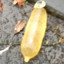 Piss Cock Balloon