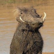 240 km/h peek Mr.Pumba