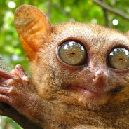 FellTarsier avatar