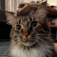 Neko14789