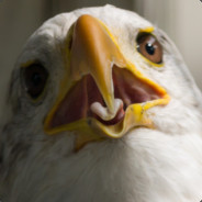 Eagle's Avatar