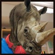 Ryno the Rino