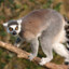 Lemur banditcamp.com