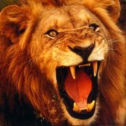 Big Cat