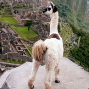 LlamaMan's Avatar