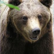 Metalbär