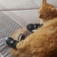 Dr. Cat