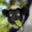 Idiot Indri