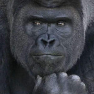 Bonobo's Avatar