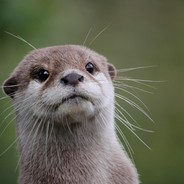 otter
