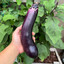 Juicy eggplant
