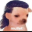 Mullet