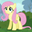 fluttershy