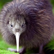 KiWi's Avatar