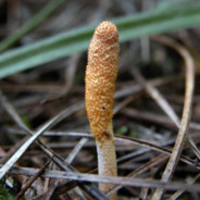 C.militaris's Avatar