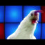 techno chicken