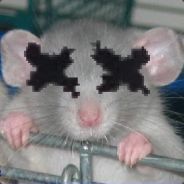A dead rat