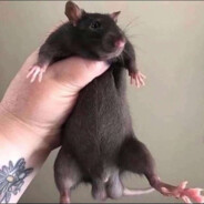 ratman