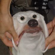 Sid Mortis
