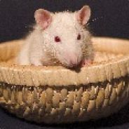 RatBasket avatar