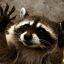 EvilRaccoon