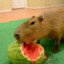 Capybara&#039;s Brother