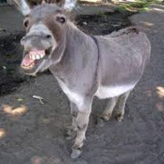 Donkey