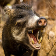 бивалютная патаскуха